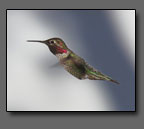 Anna Hummingbird