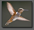 Borad Tailed Hummingbird