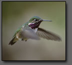 Calliope Hummingbird