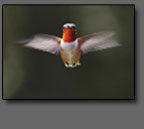 Rufous Hummingbird