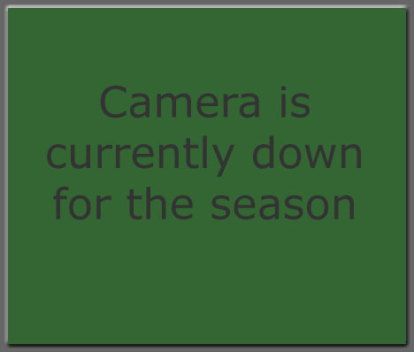 Hummingbird webcam is down for the season
