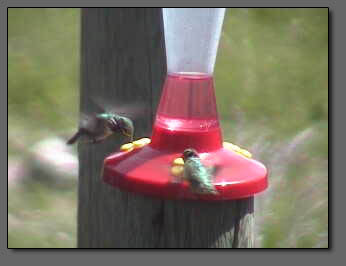 Humming Bird Webcam